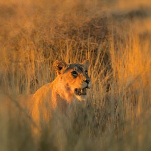 Löwe in der Abendsonne